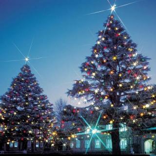 立教大学が澄んだ夜空に輝くクリスマスツリー点灯 １２月１日 １月６日 池袋 新座両キャンパス 大学プレスセンター