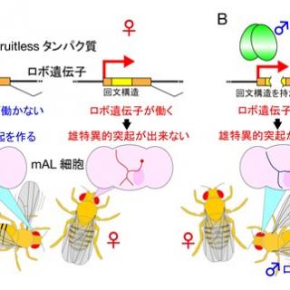 ショウジョウバエの遺伝と実験 (1952年)