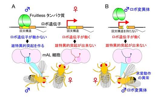 ショウジョウバエの遺伝と実験 (1952年)