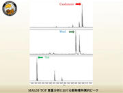 質量分析における動物種特異的ピーク.jpg