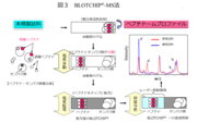 図3   BLOTCHIP(R)-MS法.png