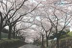 大妻女子大学が3月30・31日にお花見イベント「大妻''多摩さくら坂''」を開催 -- 多摩キャンパスの桜並木を地域に開放