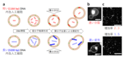 図上段： 短いDNAを内包した場合、下段：長いDNAを内包した場合.png