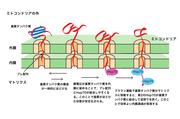 【済】_201907--_【大学ﾌﾟﾚｽ●】【京都産業大学】ミトコンドリアのプレ配列をもつタンパク質の内膜透過に必須の膜電位の役割を解明.jpg