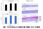 【図2】FDGの取込みと培養日数（増殖・分化）の関係.png