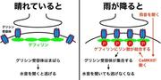 平田先生 - コピー.jpg