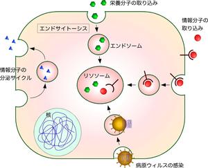 細胞に取り込まれた分子を選別する細胞内小器官エンドソームの新しい形成メカニズムの発見 ~ゴルジ体によるエンドソーム形成の制御機構を解明~ 東京工科大学