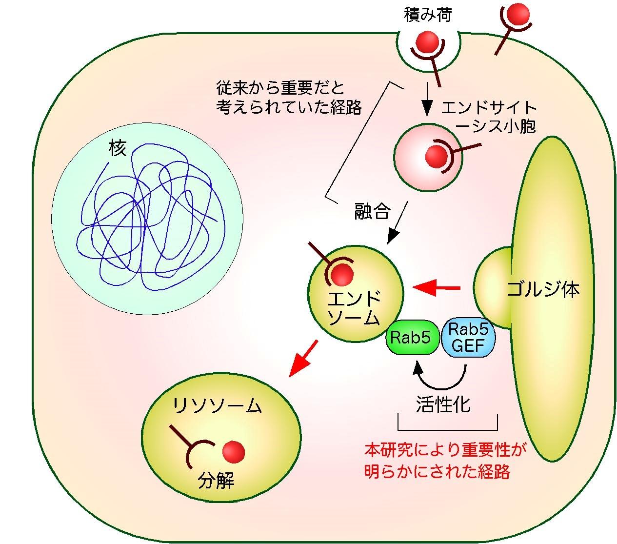 細胞に取り込まれた分子を選別する細胞内小器官エンドソームの新しい形成メカニズムの発見 ～ゴルジ体によるエンドソーム形成の制御機構を解明～ 東京