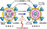 マウスAPOBEC3の働き.jpg