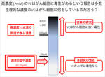 ビタミンCと過酸化水素ががん細胞を除去 低濃度ビタミンCの新たな機能を発見 -- 東京工科大学応用生物学部