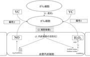 図5：VCとH2O2／NOががん細胞を除去する機序（考察）.jpg