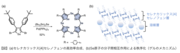 図2_(a)セレナカリックス[4]セレノフェンの高効率合成、(b)Se原子の分子間相互作用による秩序化(ゲルのメカニズム).png