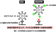図1 VHH抗体によるコロナウイルスの感染抑制.png