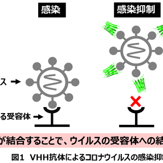 ウイルス 花王 コロナ