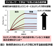 図3 取得抗体のS1たんぱく質に対する結合能評価.png