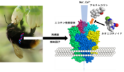 ハナバチ類のニコチン性受容体が極めて高いネオニコチノイド感受性を示すことを発見.png