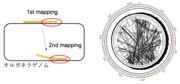図1.次世代シークエンス法による変異の同定（左）と変異株ミトコンドリアゲノムに生じた変異のマップ（右）.png