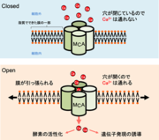 図2_MCA機械受容チャネルがCa2+を通す時の模試図.png