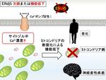 【京都産業大学】アルツハイマー病などの治療法の開発に期待。細胞老化を引き起こす仕組みを解明 -- 英国科学雑誌「Scientific Reports」（オンライン版）に掲載