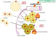 図２.カテキン重合物の脂肪褐色化メカニズム仮説.jpg