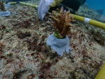 ５年間に渡る長期計画でのサンゴ養殖プロジェクトがスタート！　玉川学園で飼育したサンゴを沖縄伊江島の海に移植成功！　～伊江島のサンゴを成長させ ふるさとの海へ～
