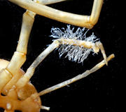 【図2】Triticella cunabula.JPG