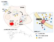 図１　リソソーム輸送体を利用した薬物送達の概念図と今回明らかとなったSLC46A3の分子機能.jpg