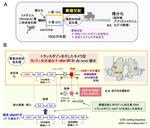 利己的DNA（トランスポゾン）を介したメス誘導性の性決定遺伝子の誕生！ -- 北里大学