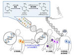 DNAのヒドロキシメチル化レベルの簡便な測定手法を開発 -- がんや中枢神経疾患の診断への応用に期待 -- 東京工科大学応用生物学部