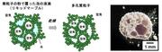 100【図】泡を乾燥させるだけの多孔質粒子の合成.jpg