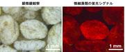 【図3】軽石表面の微細藻類を可視化.jpg