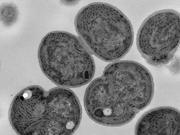 画像_シアノバクテリアの電子顕微鏡写真.jpg