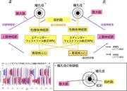 昭和大学図2.jpg