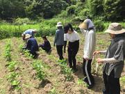 草刈りと先芽の摘み取り（7月）.JPG