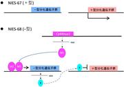 図4.jpg