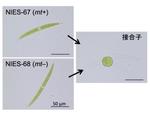 植物の有性生殖と陸上進出の謎に迫る ～接合藻類ヒメミカヅキモのゲノム解読と接合型決定遺伝子の同定～