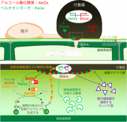 図２.png