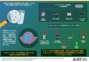 図. カルシトリオールによるヒ素誘導性発がんの抑制効果.PNG