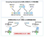 ゲノムDNA中の各種修飾塩基を測定する発光タンパク質構築法を開発～がんなどの簡易診断への応用に期待～東京工科大学応用生物学部