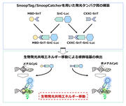 230206_プレスリリース図__BS吉田亘.jpg