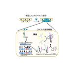 【弘前大学】簡便で高感度な感染性新型コロナウイルス検出法を新たに開発