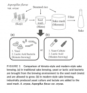 図1.「生酛造りと現代的な日本酒造りの比較」.png