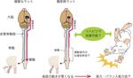 【杏林大学】糖尿病によって損傷した脳や脊髄に迂回路を作り出すスキル運動の効果を実証 -- 新しい糖尿病運動療法の開発への応用が期待