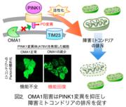図2．OMA1阻害はPINK1変異を抑圧し障害ミトコンドリアの排斥を促す.png