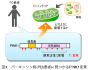 図1．パーキンソン病(PD)患者に見つかるPINK1変異.png