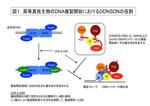 【東京薬科大学】小頭症原因遺伝子DONSONの新規生理機能を発見～小頭症の病因・病態解明へ期待～