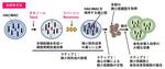 染色体導入効率を飛躍的に改善する技術を開発～人工染色体を用いたゲノム合成研究・再生医療研究を加速～