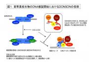 図1.高等真核生物のDNA複製開始におけるDONSONの役割.jpg