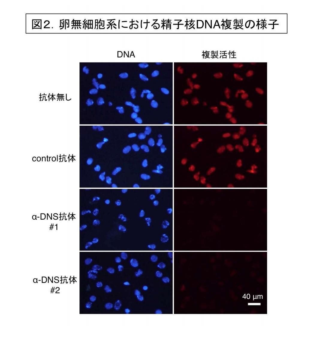 東京薬科大学】小頭症原因遺伝子DONSONの新規生理機能を発見~小 東京薬科大学】小頭症原因遺伝子DONSONの新規生理機能を発見~小