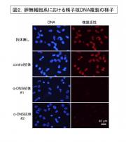 図2.卵無細胞系における精子核DNA複製の様子.jpg